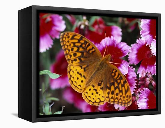 Butterfly Landing on Flowers-Ralph Morsch-Framed Premier Image Canvas