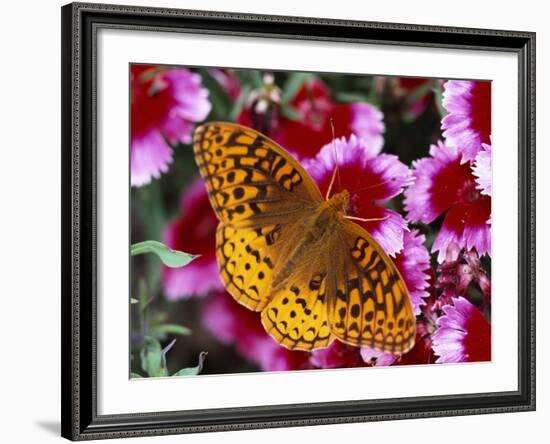 Butterfly Landing on Flowers-Ralph Morsch-Framed Photographic Print