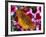 Butterfly Landing on Flowers-Ralph Morsch-Framed Photographic Print