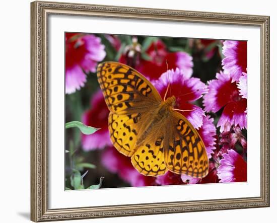 Butterfly Landing on Flowers-Ralph Morsch-Framed Photographic Print