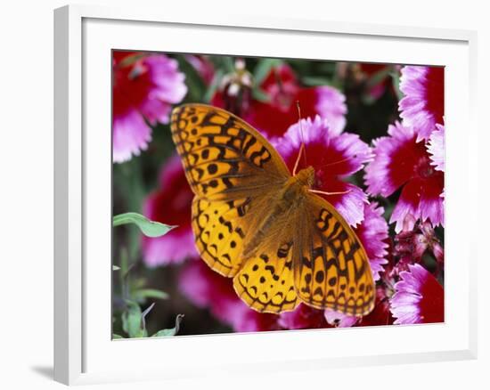 Butterfly Landing on Flowers-Ralph Morsch-Framed Photographic Print