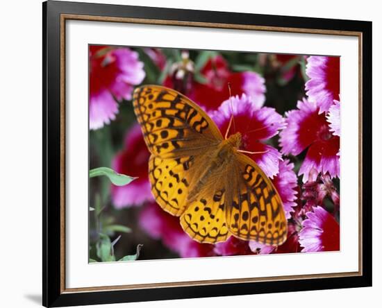 Butterfly Landing on Flowers-Ralph Morsch-Framed Photographic Print