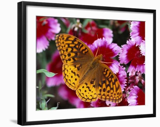 Butterfly Landing on Flowers-Ralph Morsch-Framed Photographic Print