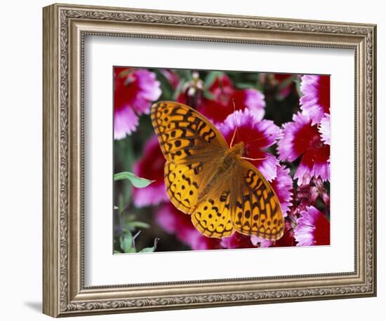 Butterfly Landing on Flowers-Ralph Morsch-Framed Photographic Print