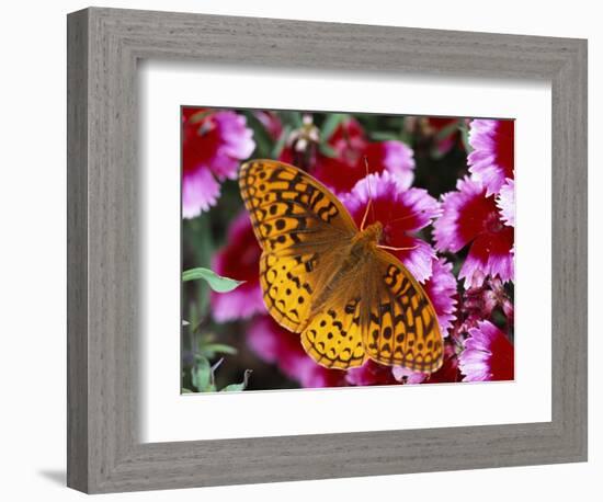 Butterfly Landing on Flowers-Ralph Morsch-Framed Photographic Print