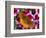 Butterfly Landing on Flowers-Ralph Morsch-Framed Photographic Print