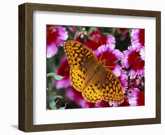 Butterfly Landing on Flowers-Ralph Morsch-Framed Photographic Print