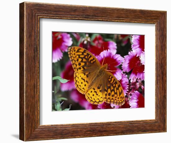 Butterfly Landing on Flowers-Ralph Morsch-Framed Photographic Print