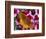 Butterfly Landing on Flowers-Ralph Morsch-Framed Photographic Print