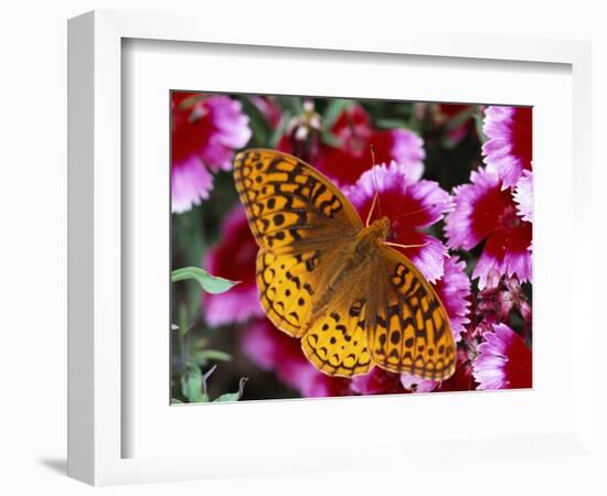 Butterfly Landing on Flowers-Ralph Morsch-Framed Photographic Print