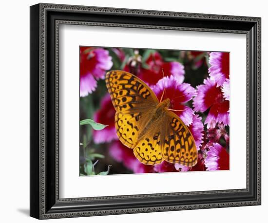 Butterfly Landing on Flowers-Ralph Morsch-Framed Photographic Print