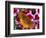 Butterfly Landing on Flowers-Ralph Morsch-Framed Photographic Print