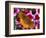 Butterfly Landing on Flowers-Ralph Morsch-Framed Photographic Print