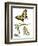 Butterfly Metamorphosis III-Vision Studio-Framed Art Print