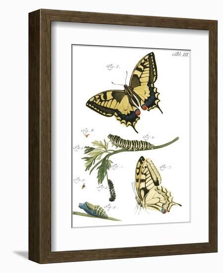 Butterfly Metamorphosis III-Vision Studio-Framed Art Print