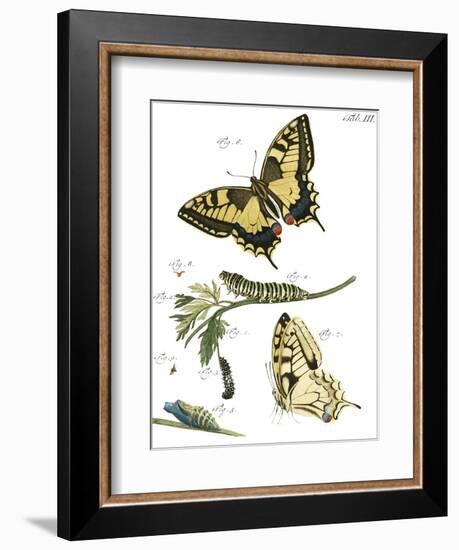 Butterfly Metamorphosis III-Vision Studio-Framed Art Print