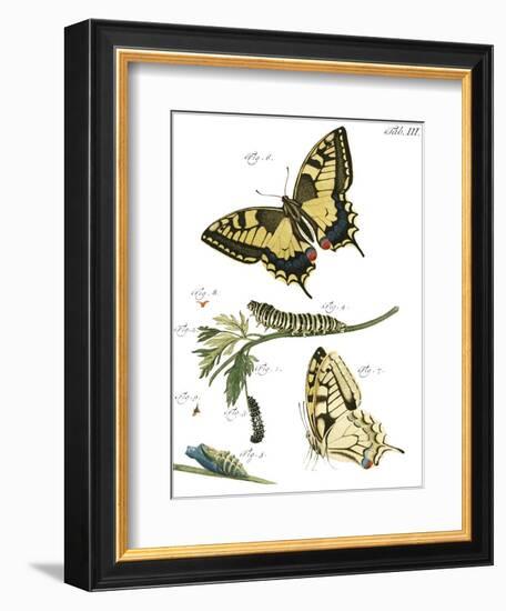 Butterfly Metamorphosis III-Vision Studio-Framed Art Print