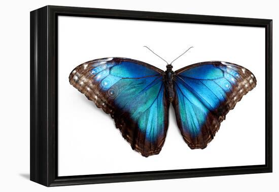 Butterfly Morpho Rhetenor Cacica Isolated Over White Background-Krivosheev Vitaly-Framed Premier Image Canvas