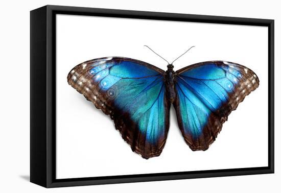 Butterfly Morpho Rhetenor Cacica Isolated Over White Background-Krivosheev Vitaly-Framed Premier Image Canvas