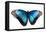 Butterfly Morpho Rhetenor Cacica Isolated Over White Background-Krivosheev Vitaly-Framed Premier Image Canvas