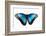 Butterfly Morpho Rhetenor Cacica Isolated Over White Background-Krivosheev Vitaly-Framed Photographic Print