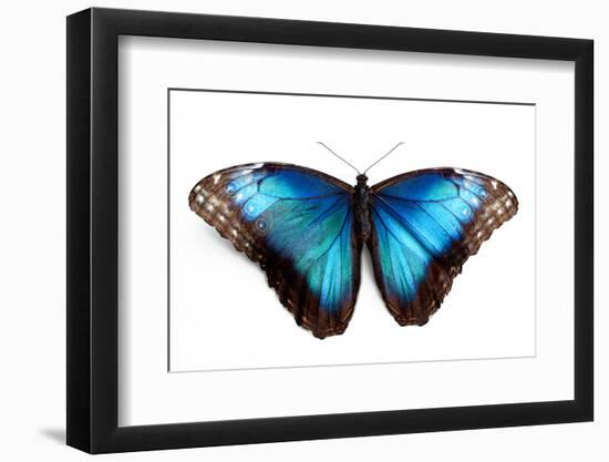 Butterfly Morpho Rhetenor Cacica Isolated Over White Background-Krivosheev Vitaly-Framed Photographic Print