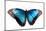 Butterfly Morpho Rhetenor Cacica Isolated Over White Background-Krivosheev Vitaly-Mounted Photographic Print