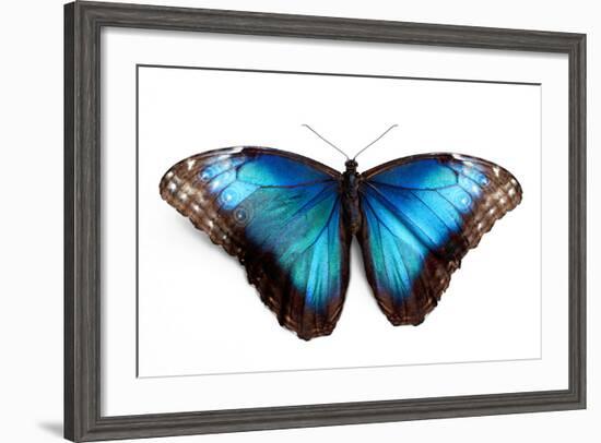 Butterfly Morpho Rhetenor Cacica Isolated Over White Background-Krivosheev Vitaly-Framed Photographic Print