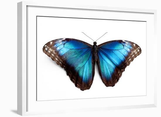 Butterfly Morpho Rhetenor Cacica Isolated Over White Background-Krivosheev Vitaly-Framed Photographic Print