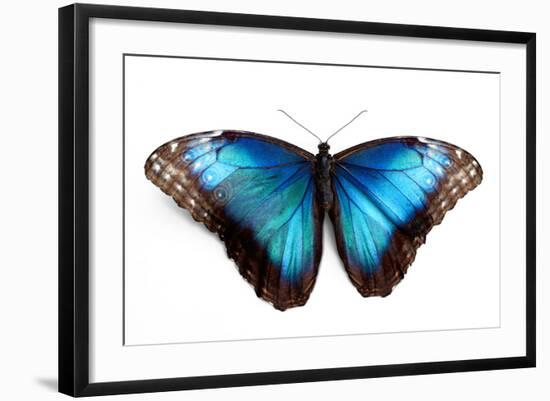 Butterfly Morpho Rhetenor Cacica Isolated Over White Background-Krivosheev Vitaly-Framed Photographic Print