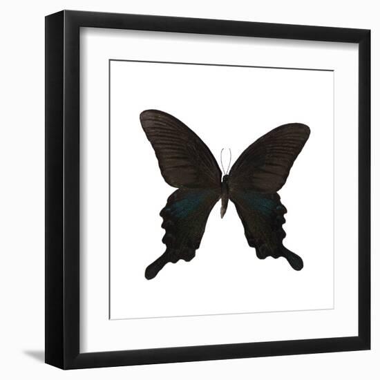 Butterfly Noir-Assaf Frank-Framed Giclee Print