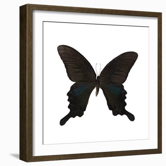 Butterfly Noir-Assaf Frank-Framed Giclee Print