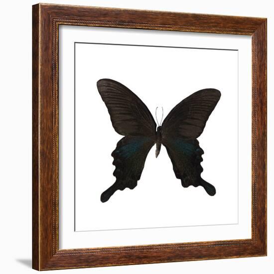 Butterfly Noir-Assaf Frank-Framed Giclee Print