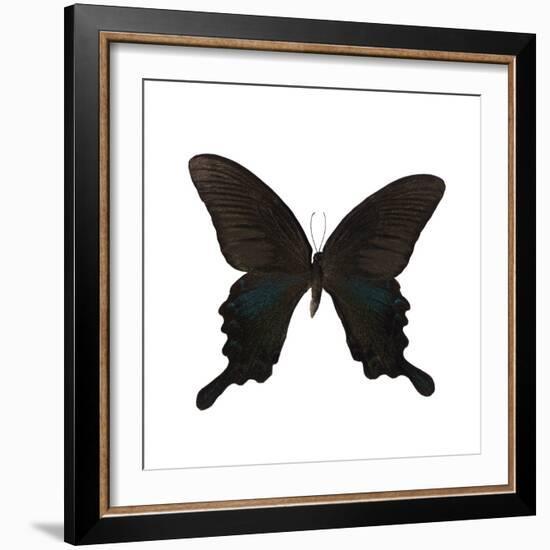 Butterfly Noir-Assaf Frank-Framed Giclee Print