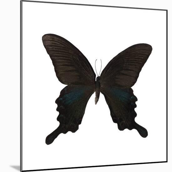 Butterfly Noir-Assaf Frank-Mounted Giclee Print