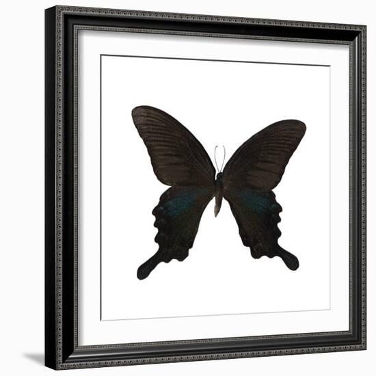 Butterfly Noir-Assaf Frank-Framed Giclee Print