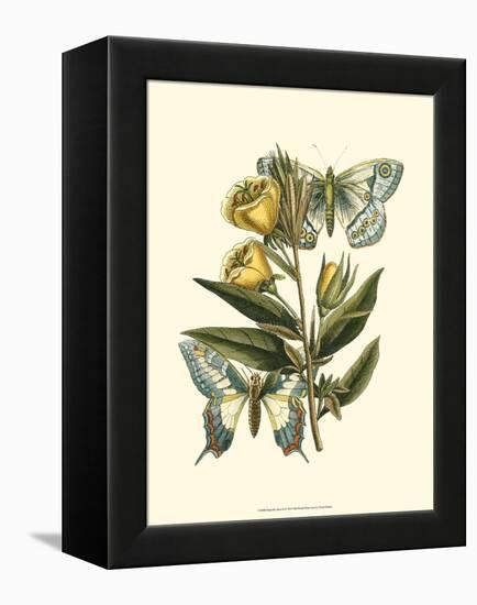 Butterfly Oasis II-null-Framed Stretched Canvas