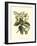 Butterfly Oasis IV-null-Framed Premium Giclee Print