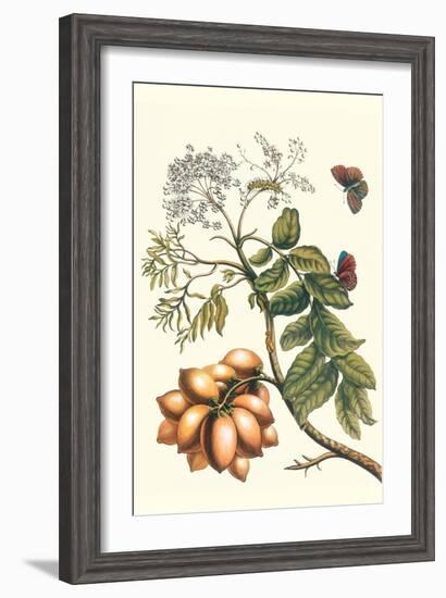 Butterfly on a Spanish Plum-Maria Sibylla Merian-Framed Art Print