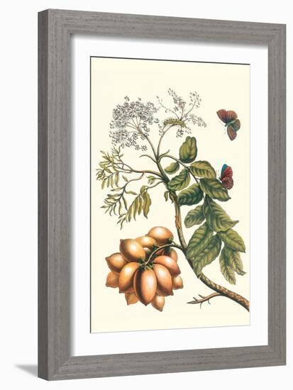 Butterfly on a Spanish Plum-Maria Sibylla Merian-Framed Premium Giclee Print