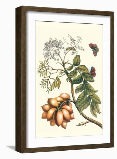 Butterfly on a Spanish Plum-Maria Sibylla Merian-Framed Premium Giclee Print