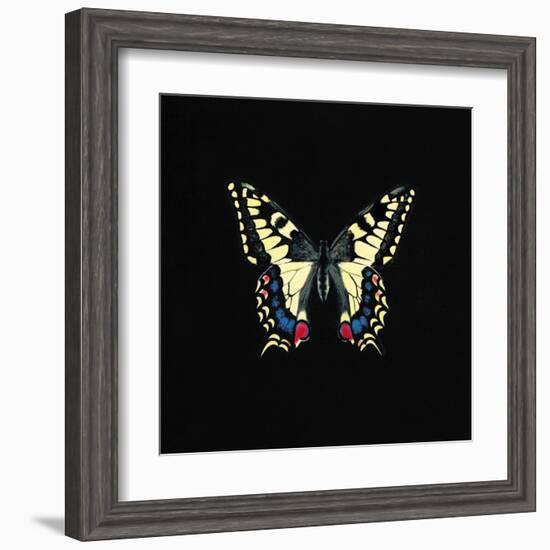 Butterfly on Black-Joanna Charlotte-Framed Art Print