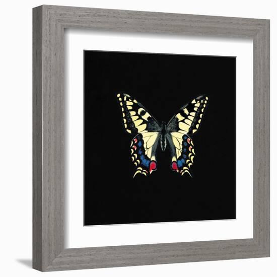 Butterfly on Black-Joanna Charlotte-Framed Art Print
