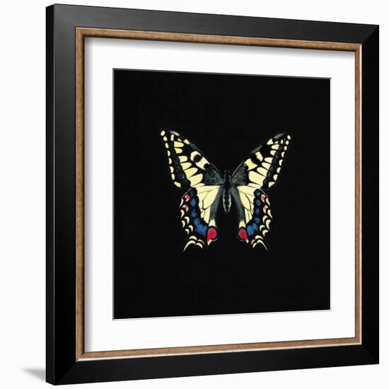 Butterfly on Black-Joanna Charlotte-Framed Art Print