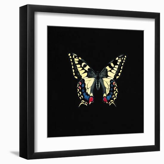 Butterfly on Black-Joanna Charlotte-Framed Art Print