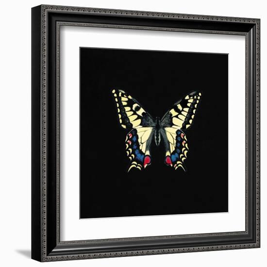 Butterfly on Black-Joanna Charlotte-Framed Art Print