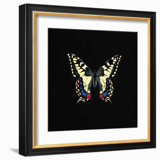 Butterfly on Black-Joanna Charlotte-Framed Art Print