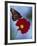 Butterfly on Cosmos in the Woodland Park Zoo, Seattle, Washington, USA-Darrell Gulin-Framed Photographic Print