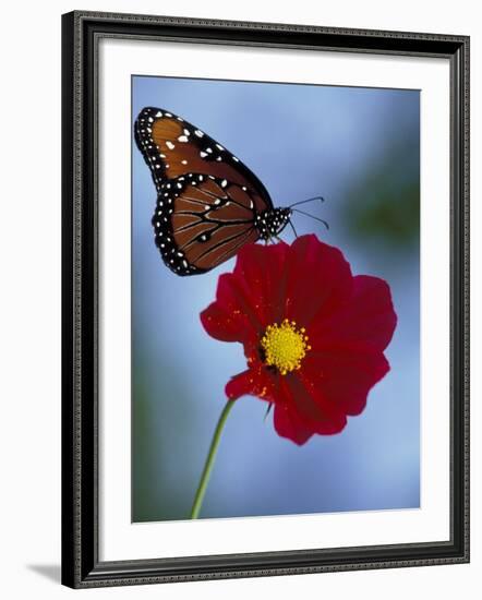 Butterfly on Cosmos in the Woodland Park Zoo, Seattle, Washington, USA-Darrell Gulin-Framed Photographic Print