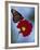 Butterfly on Cosmos in the Woodland Park Zoo, Seattle, Washington, USA-Darrell Gulin-Framed Photographic Print